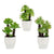 Planta Decorativa Ibergarden (17 x 31 x 17 cm) Blanco