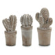 Cactus Ibergarden Piedra (7 x 17 x 8 cm)